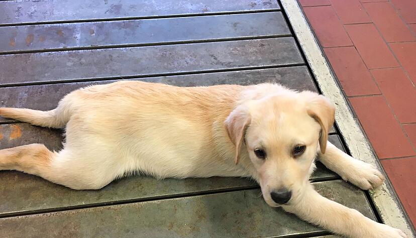 Dieser Hund beweist, dass soziale Netzwerke nützlich sind. Die Feuerwehr fand über ihre Facebookseite das Frauchen von Rotty wieder. Der Hund war ausgebüxt.