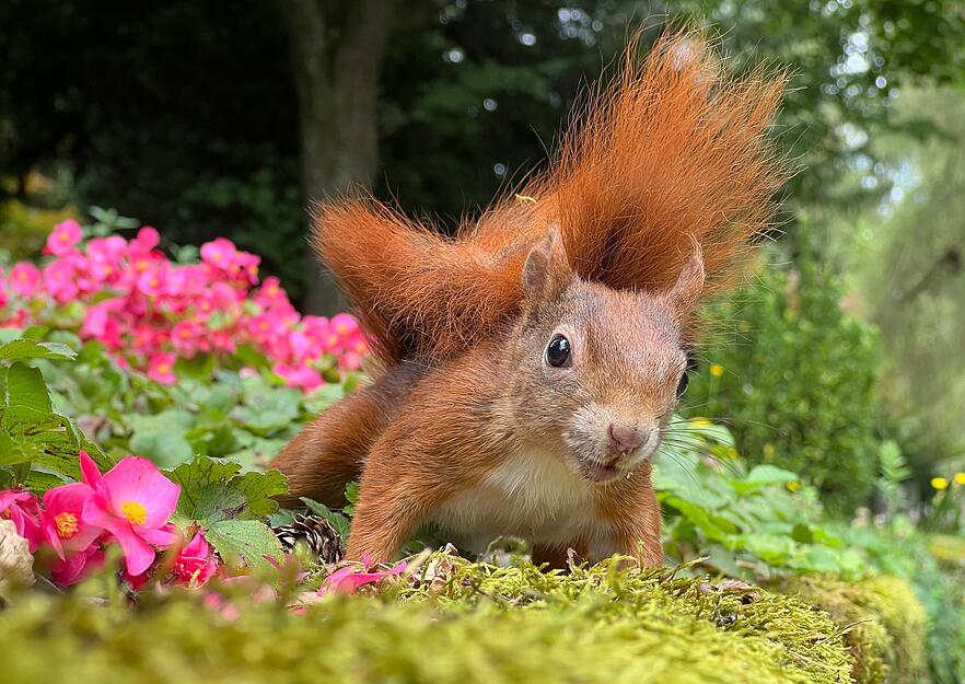 ... oder im Blumenbeet...