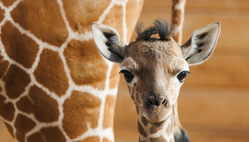 Das Giraffenjunge Kianga wurde nach seiner Geburt am 10. M&auml;rz nun der &Ouml;ffentlichkeit vorgestellt.