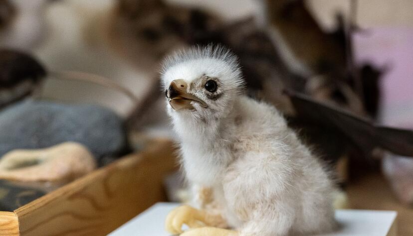 Die Tiere, die Pr&auml;paratorin Yvonne Fritzsche-Nehls aufbereitet, wurden tot aufgefunden und nicht gejagt.