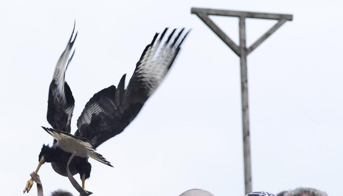 &Uuml;ber die K&ouml;pfe der Zuschauer auf den Trib&uuml;nen hinweg gleiten die Greifv&ouml;gel.