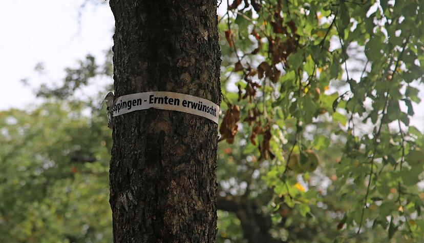 Solche wei&szlig;en B&auml;nder mit der Aufschrift "Streuobstaktion Eppingen &minus; Ernten erw&uuml;nscht" zieren manche Obstb&auml;ume in Eppingen und signalisieren: Wir d&uuml;rfen abgeerntet werden.
Foto: Franz Theuer