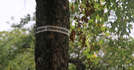 Solche wei&szlig;en B&auml;nder mit der Aufschrift "Streuobstaktion Eppingen &minus; Ernten erw&uuml;nscht" zieren manche Obstb&auml;ume in Eppingen und signalisieren: Wir d&uuml;rfen abgeerntet werden.
Foto: Franz Theuer