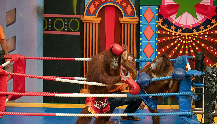 Es gibt Shows mit «boxenden» Orang-Utans. Es gibt Shows mit «boxenden» Orang-Utans.