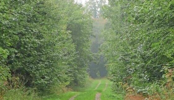 Der Trail ist sehr gut gepflegt, auch im Wald sind die Wege breit.