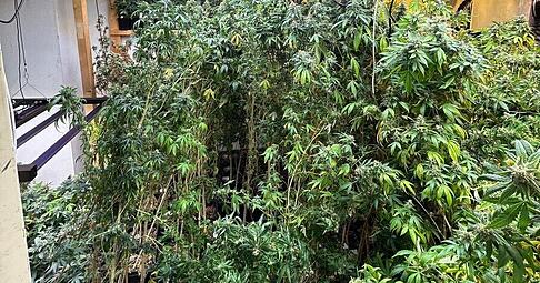 Bei einer Durchsuchung im Kreis Ludwigsburg hat der Zoll eine illegale Cannabis-Plantage gefunden.