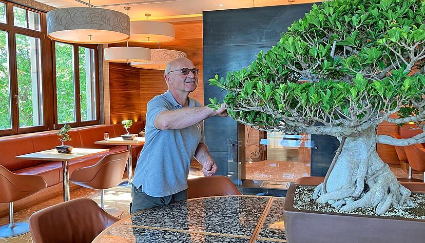 Gartenchef Michael Bühler rückt den über 100 Jahre alten Bonsai zurecht. Der Bonsai gibt dem neuen Restaurant im Wald- und Schlosshotel den Namen.