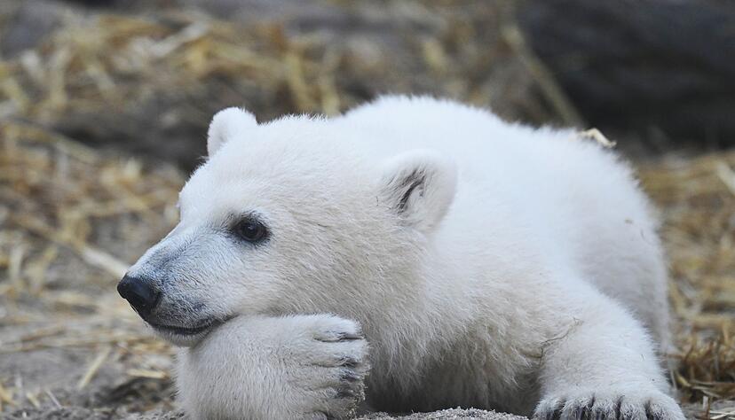 Das Eisb&auml;r-Baby hei&szlig;t Mika.