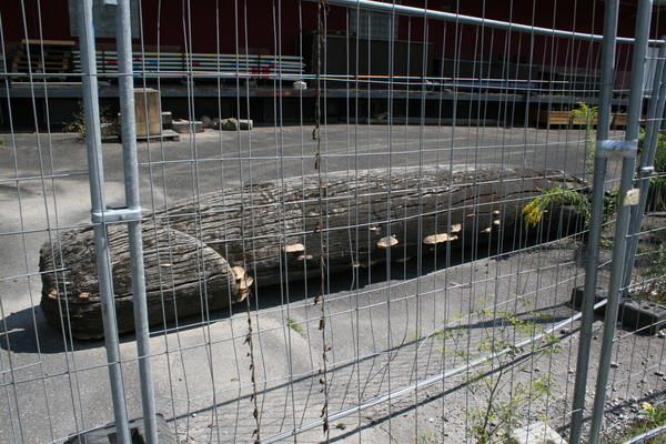 Es war regelrecht auffällig, wie das große Ding aus einem Eichenstamm dort zuletzt vor sich hin moderte. Er wurde sozusagen krank.