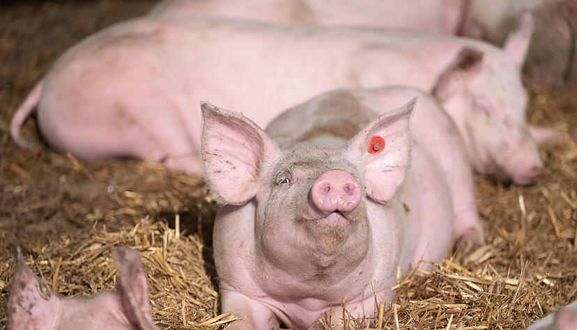 Bundesagrarminister Cem Özdemir hat nach jahrelangen Diskussionen einen neuen Anlauf für eine staatliche Tierhaltungskennzeichnung für Fleisch gestartet. Bundesagrarminister Cem Özdemir hat nach jahrelangen Diskussionen einen neuen Anlauf für eine staatliche Tierhaltungskennzeichnung für Fleisch gestartet.