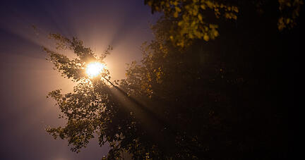 Das orangene Licht einer Straßenlaterne leuchtet im Nebel durch einen Ast. Das orangene Licht einer Straßenlaterne leuchtet im Nebel durch einen Ast.