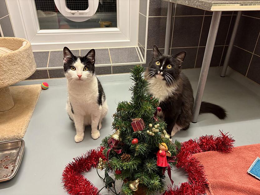 Zu sehen sind Eli (links) und Wuschel (rechts). Das Tierheim Heilbronn m&ouml;chte die Zeit um Weihnachten f&uuml;r die Tiere sch&ouml;n gestalten.