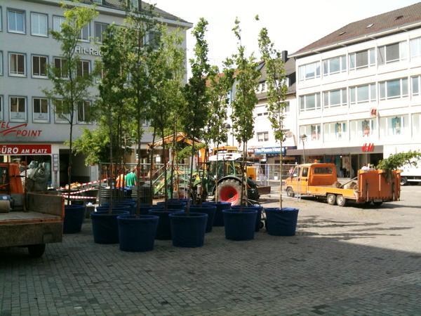 Probebäume auf Kiliansplatz | 10.05.