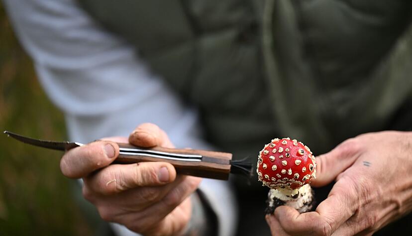 Schmid putzt die Pilze bereits im Wald. Schmid putzt die Pilze bereits im Wald.