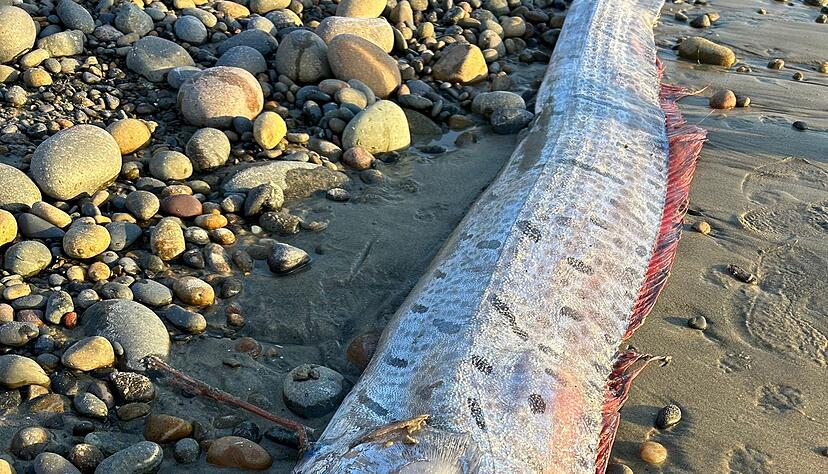 Riemenfische fallen durch ihre Länge und durch hellrote Flossen auf. Riemenfische fallen durch ihre Länge und durch hellrote Flossen auf.