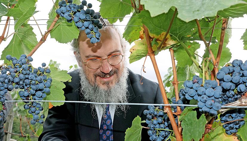 Rabbiner Yehuda Puskin hat zum ersten Mal im Leben Trauben gelesen, Lemberger mit rund 90 Grad Oechsle Zuckergehalt. Rabbiner Yehuda Puskin hat zum ersten Mal im Leben Trauben gelesen, Lemberger mit rund 90 Grad Oechsle Zuckergehalt.