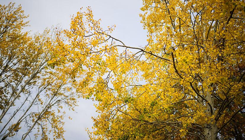 Die Zitterpappel verdankt ihr typisches, «zitterndes» Laub dem seitlich abgeflachten Blattstiel – schon ein leichter Wind versetzt ihre Krone in Bewegung.