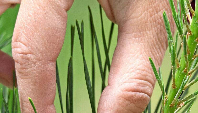 &Auml;lterer Kiefernzapfen und j&uuml;ngerer Kiefernzapfen gegen&uuml;bergestellt. Fotos: Andreas Scholz