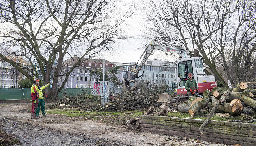 Bäume fallen im Stadtgarten | 13.12.