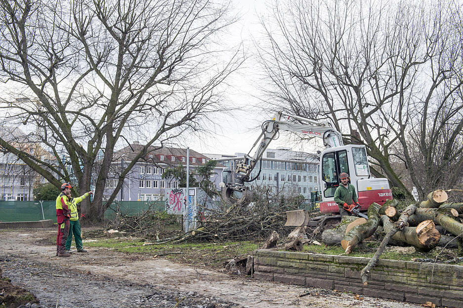 Bäume fallen im Stadtgarten | 13.12.