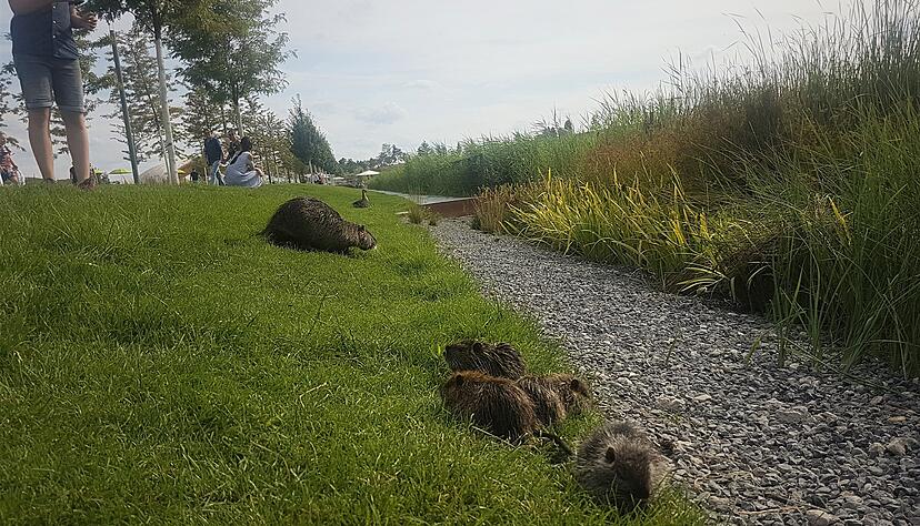 Die vier Nutria-Kinder grasen mit ihrer Mutter am Karlssee. Im Hintergrund filmt ein Besucher die Tiere mit dem Smartphone. Foto: Sarah Utz Die vier Nutria-Kinder grasen mit ihrer Mutter am Karlssee. Im Hintergrund filmt ein Besucher die Tiere mit dem Smartphone. Foto: Sarah Utz