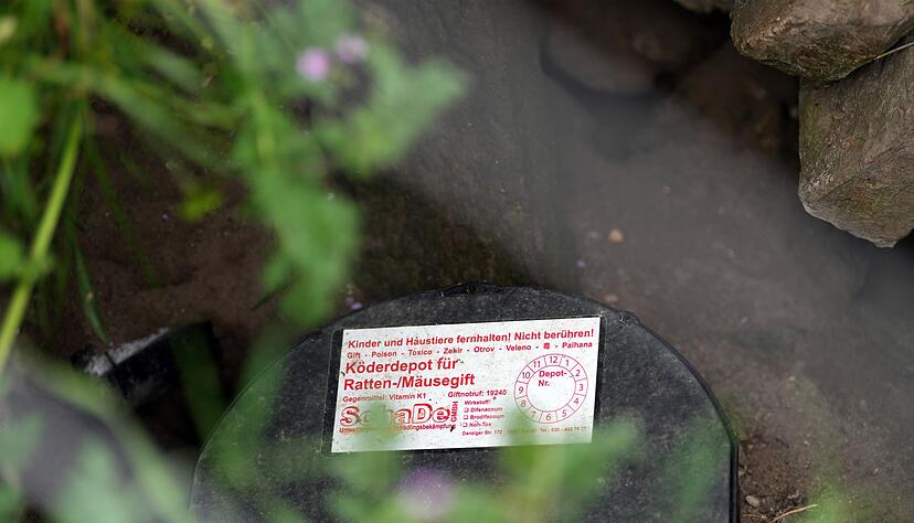 Nach EU-Recht ist Rattengift in Ausnahmef&auml;llen f&uuml;r begrenzte Dauer erlaubt (Archivbild).