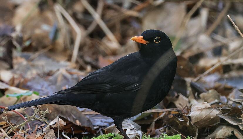 Die Amsel ist ein h&auml;ufiger Gast in G&auml;rten, doch mancherorts zeigt sie sich seltener. (Symbolbild)