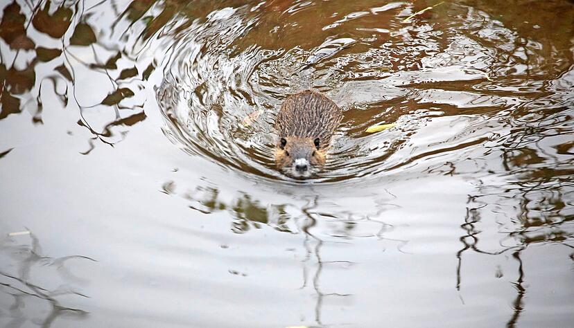 Putzig sehen die Nagetiere aus, doch in Eppingen wurden sie durch die explosionsartige Vermehrung zur Plage.
Foto: Franz Theuer