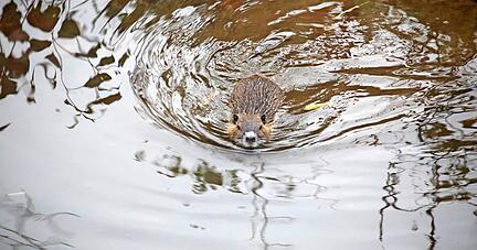 Putzig sehen die Nagetiere aus, doch in Eppingen wurden sie durch die explosionsartige Vermehrung zur Plage.
Foto: Franz Theuer