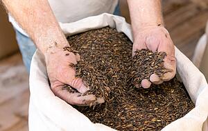 Der Hafer ist eine hochwertige Getreideart und vielf&auml;ltig verwendbar.