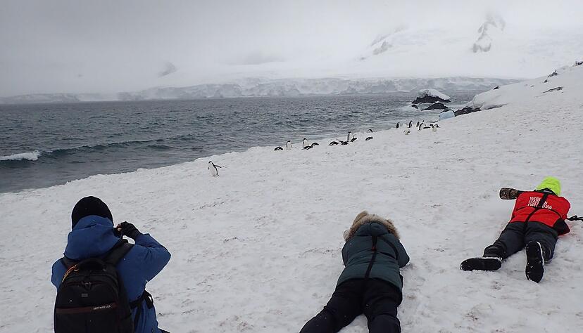 Pinguine so hautnah vor die Linse zu bekommen, reizt die meisten Touristen. Pinguine so hautnah vor die Linse zu bekommen, reizt die meisten Touristen.