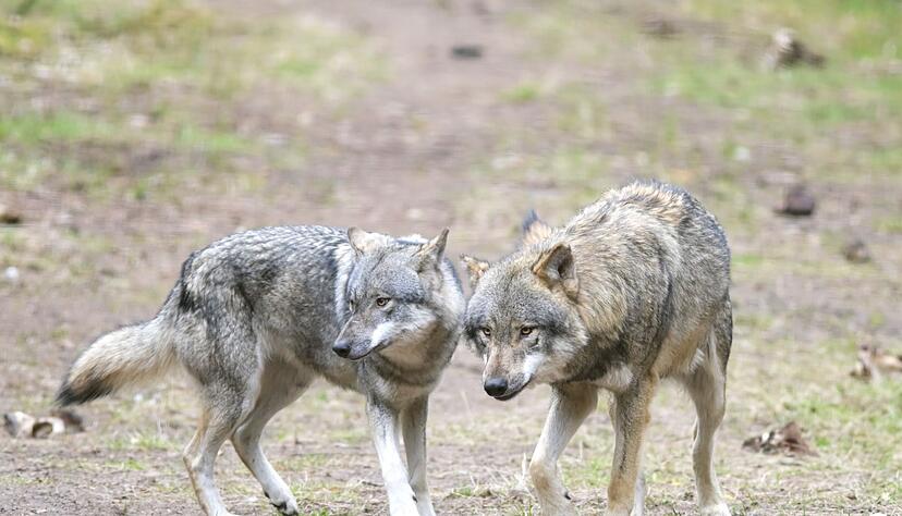 Die EU-Länder haben die Änderung des Schutzstatus des Wolfes angenommen. (Archivbild) Die EU-Länder haben die Änderung des Schutzstatus des Wolfes angenommen. (Archivbild)
