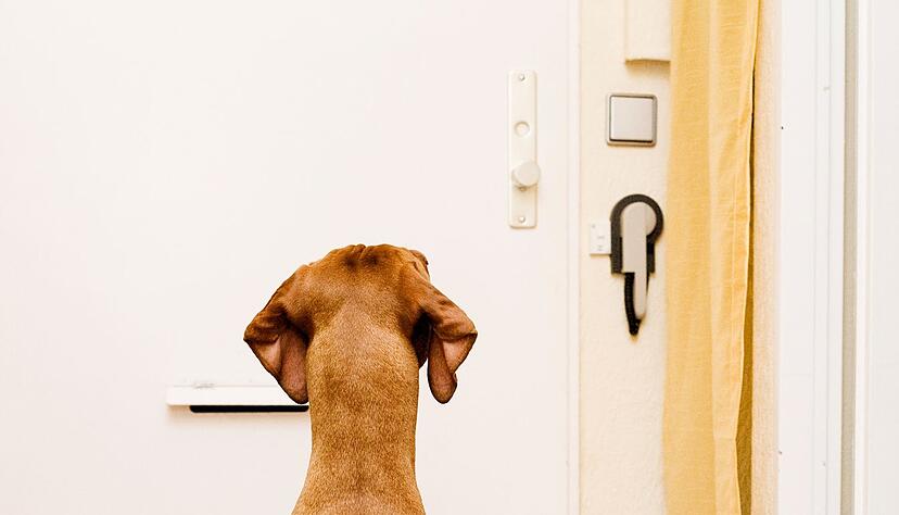 Ruhig bleiben: Ruhe spielt bei der Erziehung eine entscheidende Rolle und ist für alle Übungen die Grundvoraussetzung. Ruhig bleiben: Ruhe spielt bei der Erziehung eine entscheidende Rolle und ist für alle Übungen die Grundvoraussetzung.