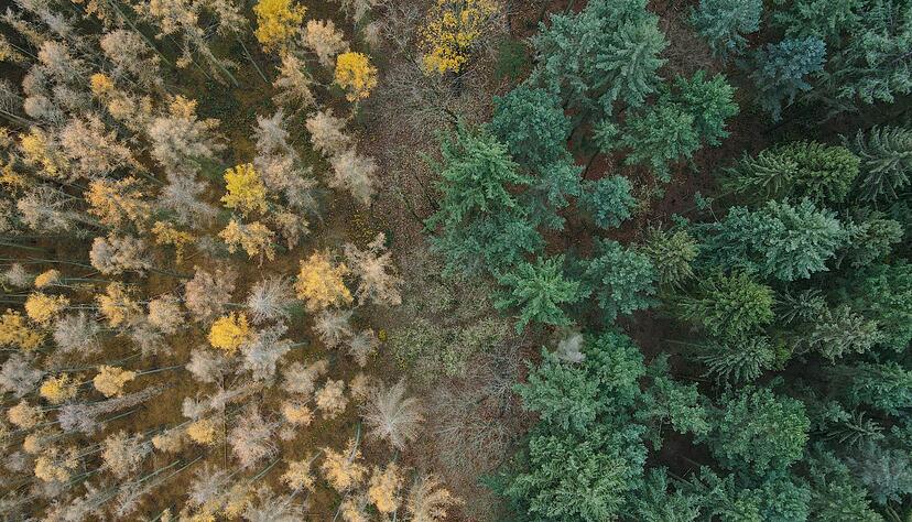 Die Lärche (links) ist ein Nadelbaum, wirft ihre Nadeln aber im Herbst ab. (Archiv) Die Lärche (links) ist ein Nadelbaum, wirft ihre Nadeln aber im Herbst ab. (Archiv)