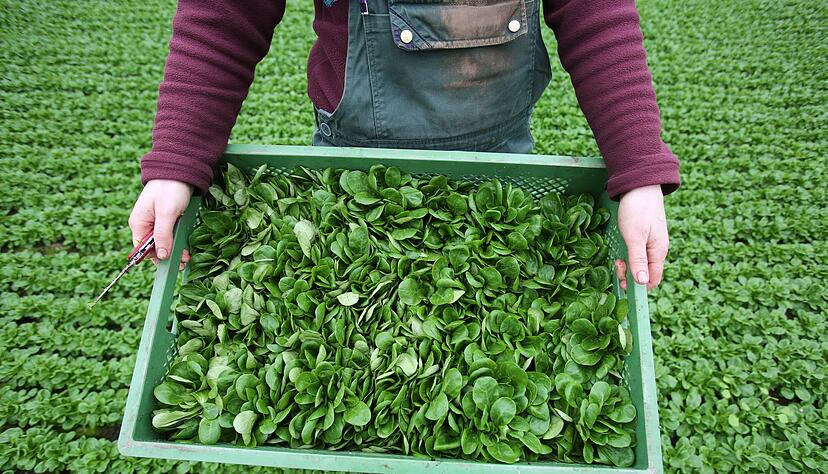 Feldsalat ist beliebt. (Archivbild)