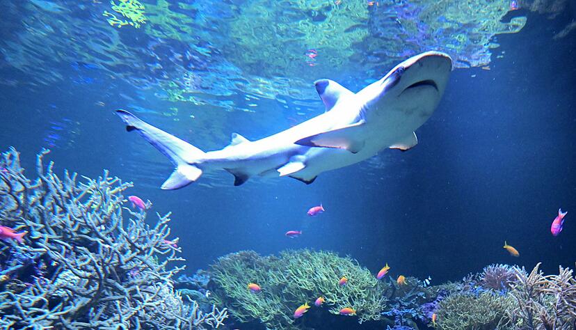 Amadeus schwimmt in seinem neuen Zuhause.