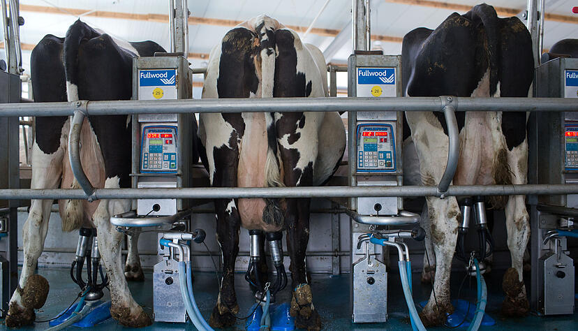 Die Effizienz in der Milcherzeugung ist international sehr unterschiedlich.