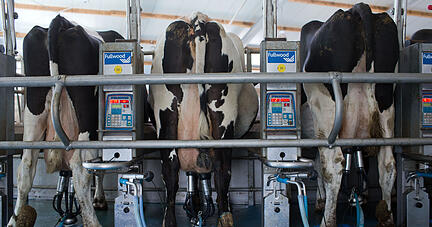 Die Effizienz in der Milcherzeugung ist international sehr unterschiedlich. Die Effizienz in der Milcherzeugung ist international sehr unterschiedlich.