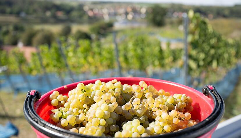 Ein Eimer, gefüllt mit Riesling-Trauben, steht bei der Weinlese in einem Weinberg. Gerade Riesling-Reben übertragen wie kaum eine andere Rebsorte den Charakter des Bodens sehr präzise. Ein Eimer, gefüllt mit Riesling-Trauben, steht bei der Weinlese in einem Weinberg. Gerade Riesling-Reben übertragen wie kaum eine andere Rebsorte den Charakter des Bodens sehr präzise.