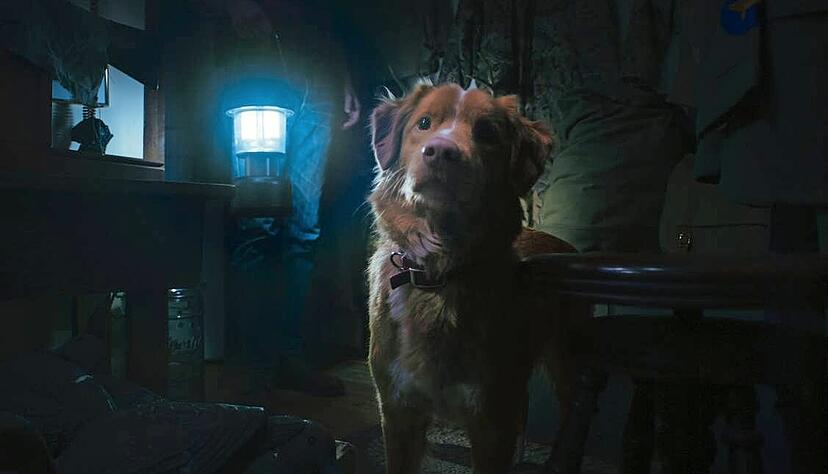 Mit dem Film "Good Boy" wird das Filmfest 2025 er&ouml;ffnet.