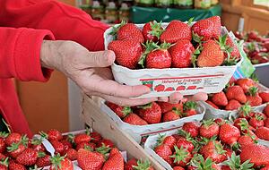 Schmackhaft und schön rot: So sollen Erdbeeren sein. Kälte und Regen sorgen aber auch bei den Spargelbauern eher für sorgenvolle Gesichter.