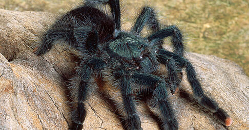 Eine Vogelspinne der Art "Avicularia geroldi". (Symbolbild)