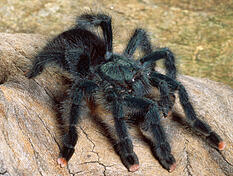 Eine Vogelspinne der Art "Avicularia geroldi". (Symbolbild)