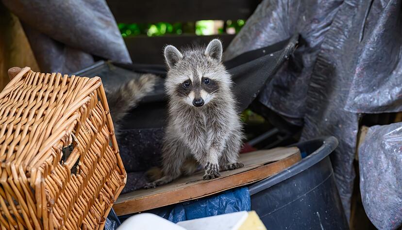 Auch junge Waschb&auml;ren sollen k&uuml;nftig rund ums Jahr gejagt werden, weil der wachsende Bestand der Tiere andere Arten gef&auml;hrdet. (Archivbild)
