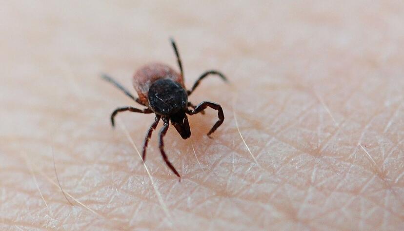 Schon im Fr&uuml;hjahr sind Zecken unterwegs und k&ouml;nnen Krankheiten wie Borreliose und FSME &uuml;bertragen.