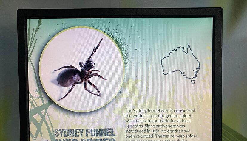 Wissenschaftler haben entdeckt, dass es drei verschiedene Arten der gef&auml;hrlichen Sydney-Trichternetzspinnen gibt (Archivbild)