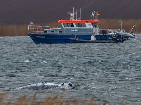 Am Morgen ist der gestrandete Buckelwal frei im Wasser geschwommen.