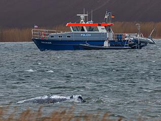 Am Morgen ist der gestrandete Buckelwal frei im Wasser geschwommen.