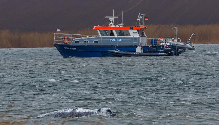 Am Morgen ist der gestrandete Buckelwal frei im Wasser geschwommen.