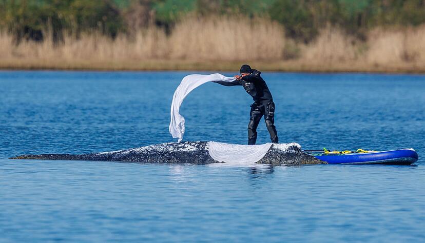 Helfer bedeckten den Wal zum Schutz vor der Sonne mit nassen T&uuml;chern.